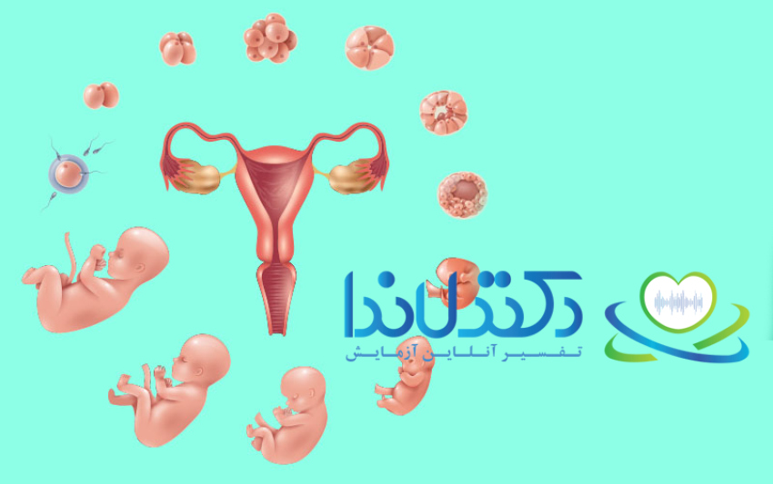 ، فرآیند لقاح، تقسیم سلولی، لانهگزینی و رشد جنین را نشان میدهد. سطح هورمون AMH میتواند بیانگر توانایی تخمدان برای تولید تخمک و احتمال موفقیت در این مراحل باشد.