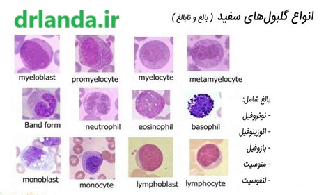 انواع گلبول های سفید