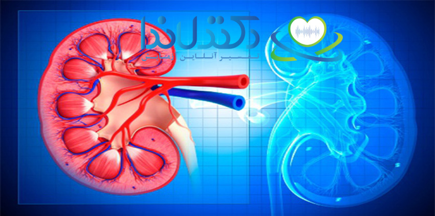 تصویری شماتیک از کلیه انسان؛ نشان‌دهنده ساختار داخلی و عروق خونی. این تصویر کمک می‌کند بهتر عملکرد کلیه و اهمیت تفسیر آزمایش‌های مرتبط با سلامت کلیه مثل تست کراتینین و اوره را درک کنیم.