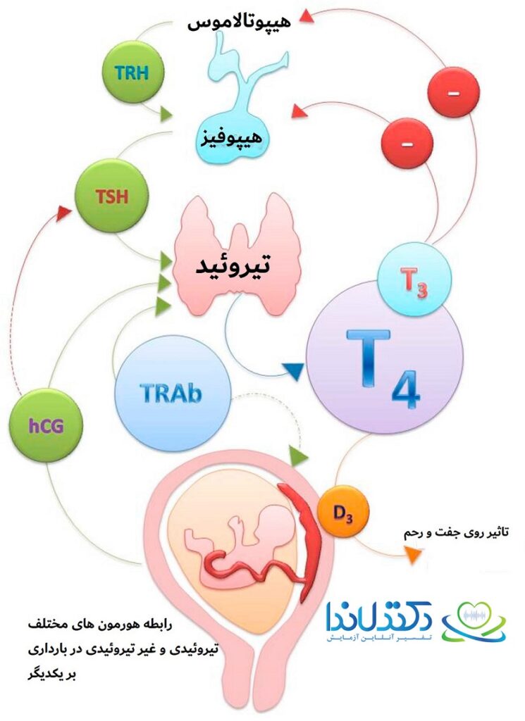 تفسیر آزمایش تیروئید در بارداری دکتر لاندا