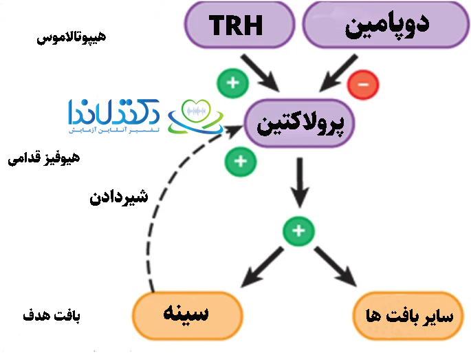 خواندن جواب آزمایش پرولاکتین-1