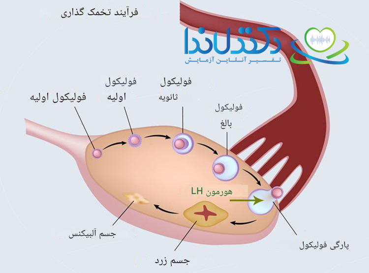 فرایند تخمک گذاری