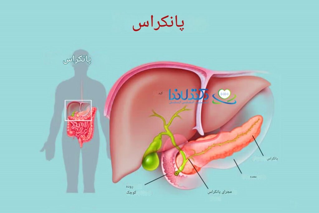 محل قرارگیری پانکراس