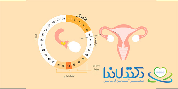 سیکل پریودی چیست