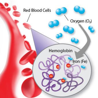 hemoglobin-s1-what-is-hemoglobin